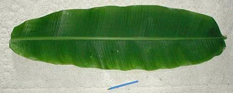 Banana Leaves