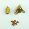 Cardamom
