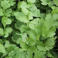Cilantro