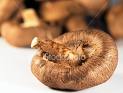 Shitake
