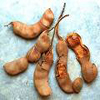 Tamarind